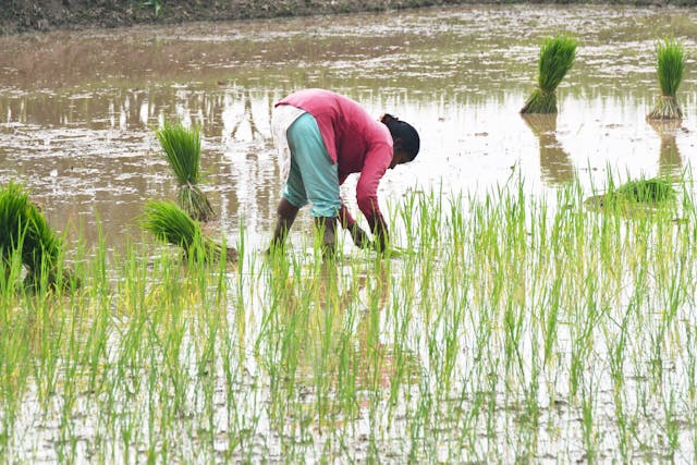 Row Over Paddy Incentives: Sitharaman Rejects Stalin&rsquo;s Claim